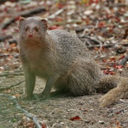 Small Asian Mongoose