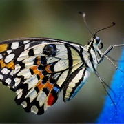 Visit a Butterfly Sanctuary
