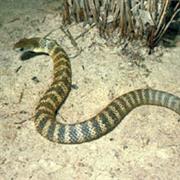 Tiger Snake