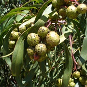 Golden Wattle (Acacia Pycnantha)