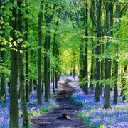 Visit Micheldever Forest in Hampshire