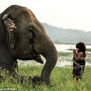 Pet an Elephant