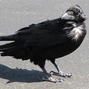 Chihuahuan Raven