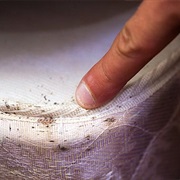Scour a Room for Bedbugs