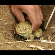 Frog Digging