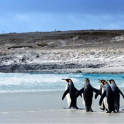 Falkland Islands, Argentina