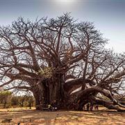 Giant Baobabs