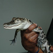 Held a Alligator