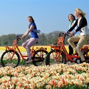 Cycle Through Tulips in the Netherlands