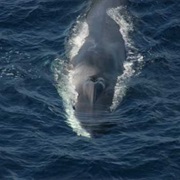 Bay of Biscay, Whales