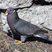 Band-Tailed Pigeon