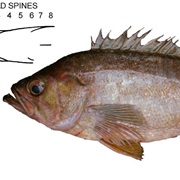 Olive Rockfish (Aka: Johnny Bass, Johnathans)