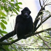 Hainan Black Crested Gibbon