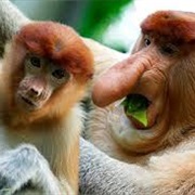See a Proboscis Monkey