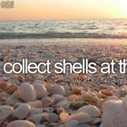 Collect Shells at the Beach