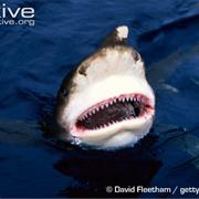 Oceanic Whitetip Shark