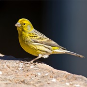 Common Canary