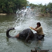 Bath an Elephant