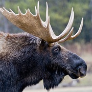 In Alaska It Is Illegal to Look at a Moose From an Airplane