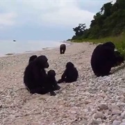 Wild Chimpanzees on Lake Tanganyika, Africa