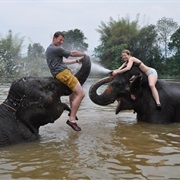 Swim With Elephants