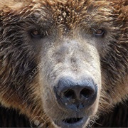 Come Face to Face With a Wild Brown Bear