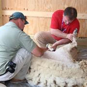 Shear a Sheep