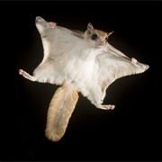 Flying Squirrel