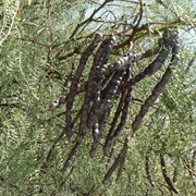 Algarrobo Negro (Prosopis Nigra)