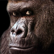800-Pound Gorilla