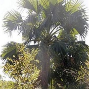 Borassus Madagascariensis
