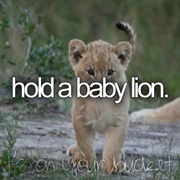 Hold a Baby Lion
