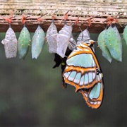 Watch a Caterpillar Become a Butterfly