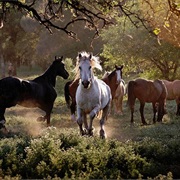 See a Herd of Wild Mustang