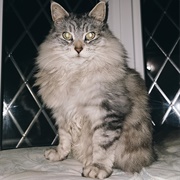 Maine Coon Persian