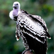 Ruppell&#39;s Griffon Vulture