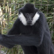 White-Cheeked Gibbon