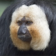 White-Faced Saki Monkey