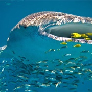 Snorkelling or Diving, Ningaloo Reef, Australia
