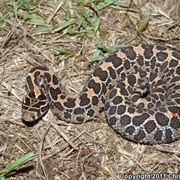 Mexican Lancehead Rattlesnake