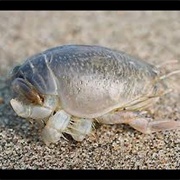 Mole Crab
