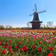 Michigan - Holland Tulip Fields