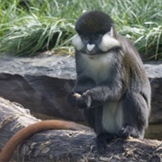 Schmidt&#39;s Red-Tailed Monkey