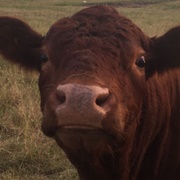 Irish Dexter Cow