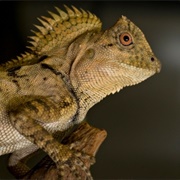 Chameleon Forest Dragon