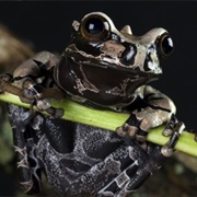 Coronated Tree Frog