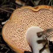 Sweetooth Mushroom (Hedgehog Mushroom)