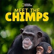 Meet the Chimps