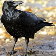 Befriend a Crow
