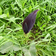 Black Calla (Arum Palaestinum)